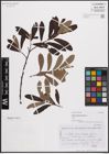 Foto von Salix conimbricensis Rothm.